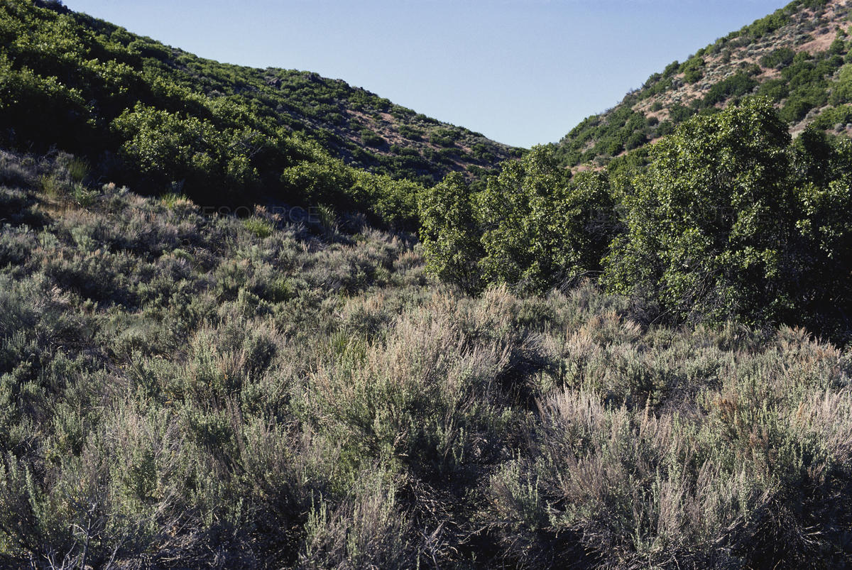 Scrubland in Utah