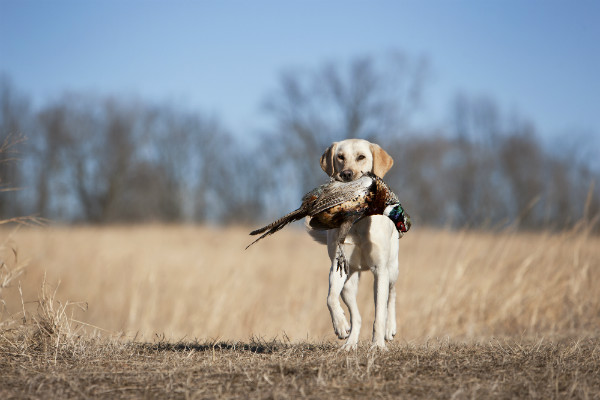 You might also want a bird dog, you can often times rent them and a handler if you don't own one!
