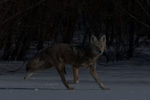 Coyote Hunting at Night